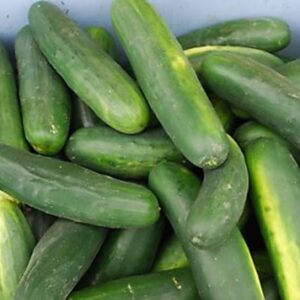 cheba-shop-concombre