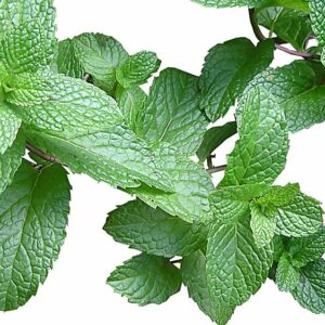 cheba-shop-nana-ordinaire